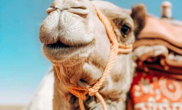 agafay desert camel ride desert
