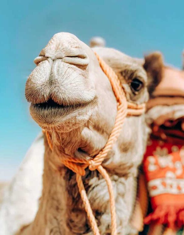 agafay desert camel ride desert